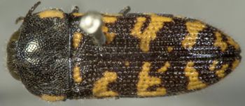 Media type: image;   Entomology 8030 Aspect: habitus dorsal view